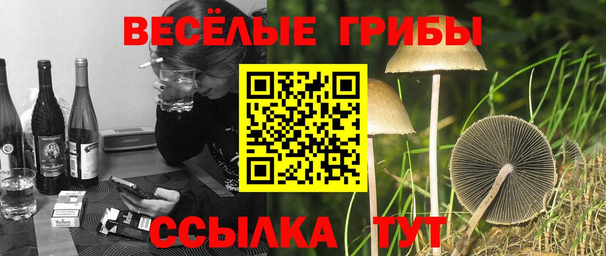 Галлюциногенные грибы Psilocybe Новороссийск